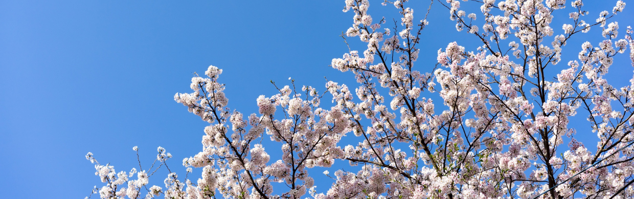 Why your body feels different in spring: The science behind seasonal ...