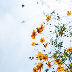 Using cannabis for ankylosing spondylitis