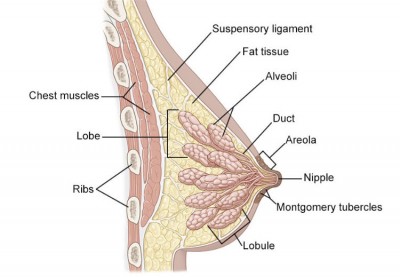 breast anatomy